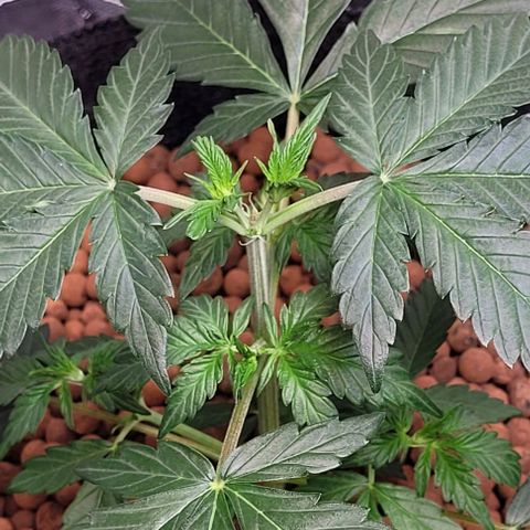 Froot by the foot growlog timeline photo
