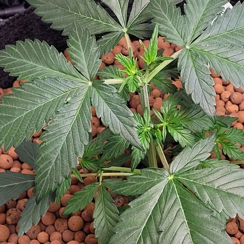 Froot by the foot growlog timeline photo