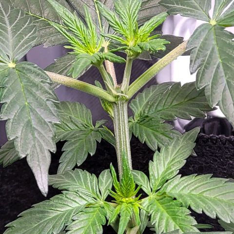 Froot by the foot growlog timeline photo