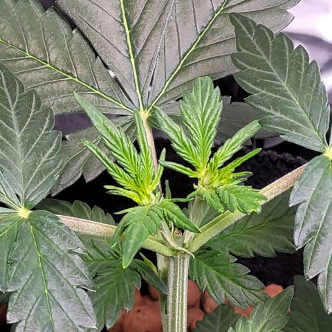 Froot by the foot growlog timeline photo