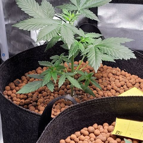 Froot by the foot growlog timeline photo