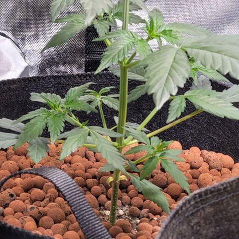 Froot by the foot growlog timeline photo
