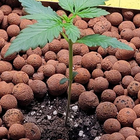 Zkittlez growlog timeline photo