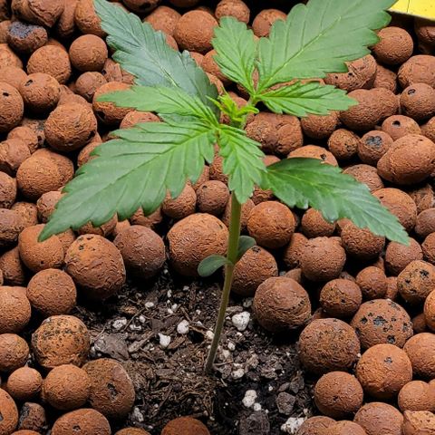 Zkittlez growlog timeline photo