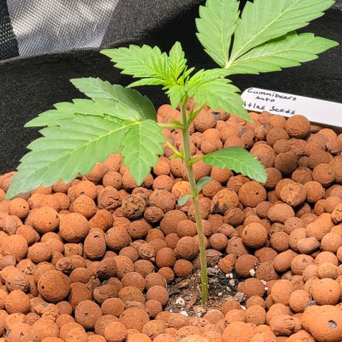 Gummibears growlog timeline photo
