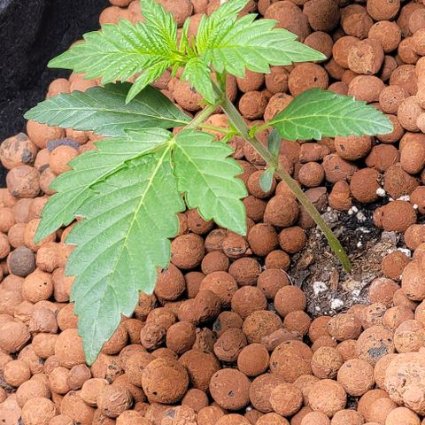 Gummibears growlog timeline photo