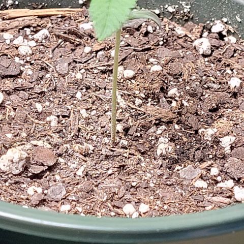 Dubble Cookies 🍪 growlog timeline photo