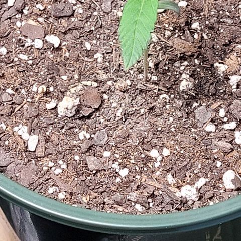 Dubble Cookies 🍪 growlog timeline photo
