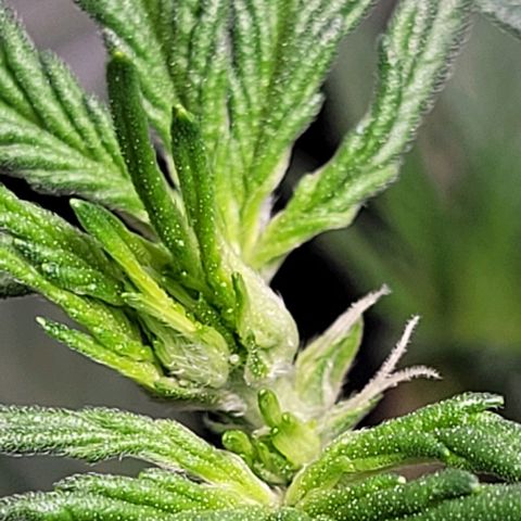 Froot by the foot growlog timeline photo