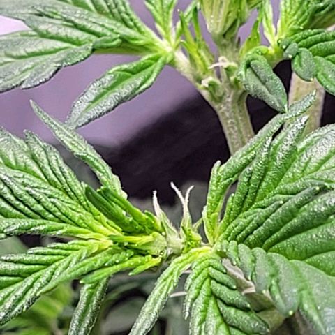 Froot by the foot growlog timeline photo