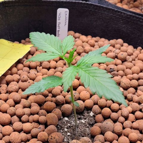 Zkittlez growlog timeline photo
