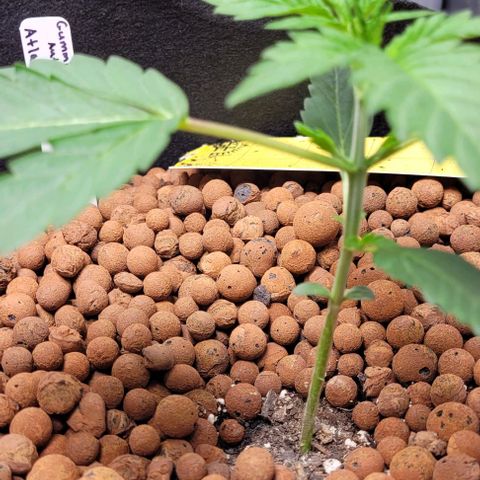 Gummibears growlog timeline photo