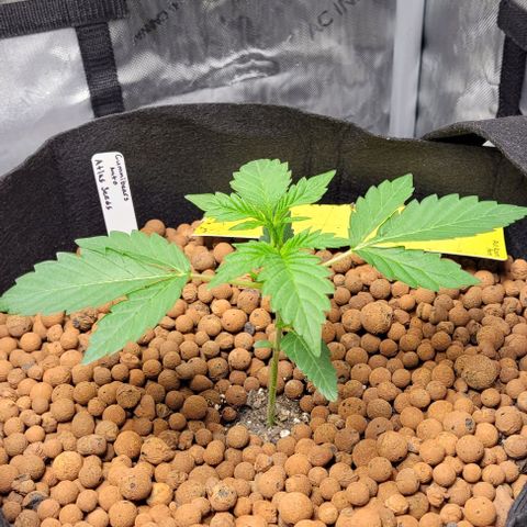Gummibears growlog timeline photo