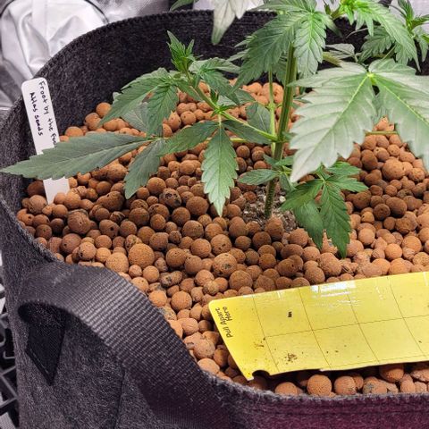 Froot by the foot growlog timeline photo