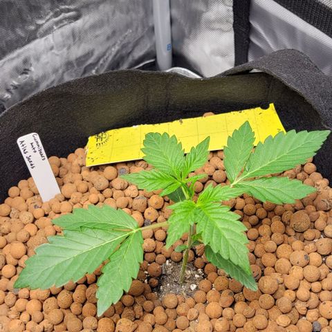 Gummibears growlog timeline photo