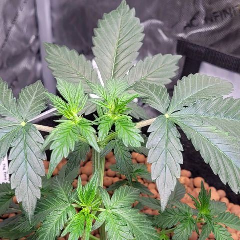 Froot by the foot growlog timeline photo