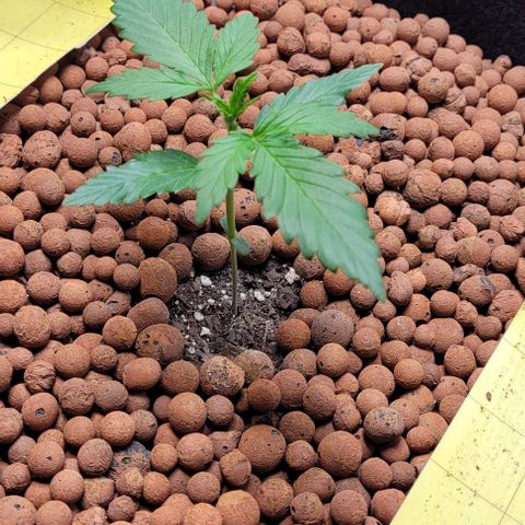 Zkittlez growlog timeline photo