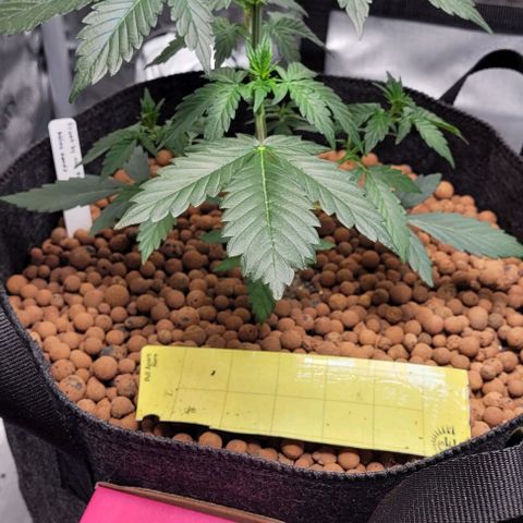 Froot by the foot growlog timeline photo