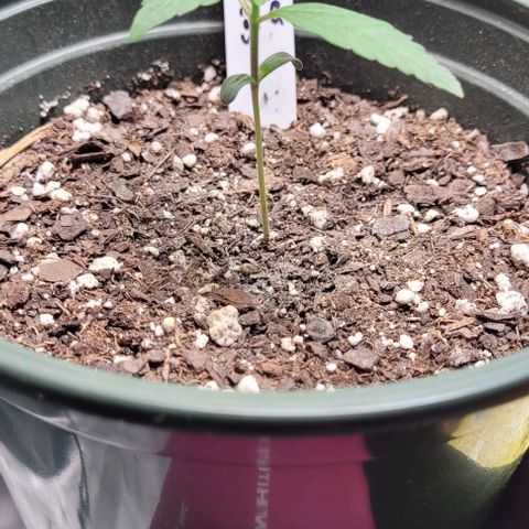 Dubble Cookies 🍪 growlog timeline photo