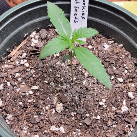 Dubble Cookies 🍪 growlog timeline photo