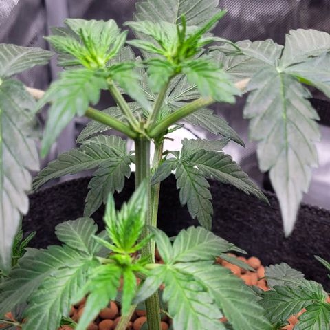 Froot by the foot growlog timeline photo