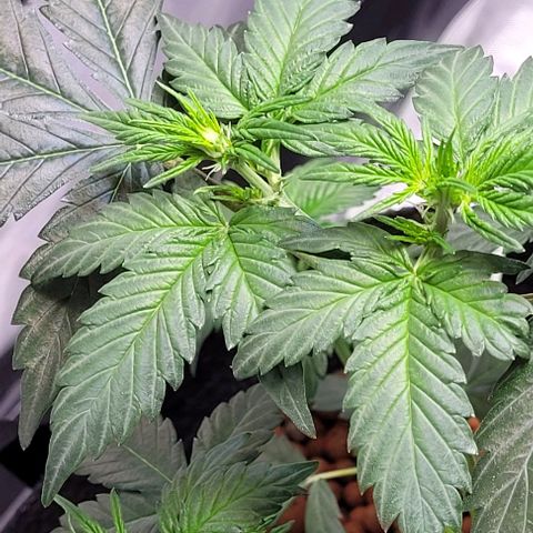 Froot by the foot growlog timeline photo
