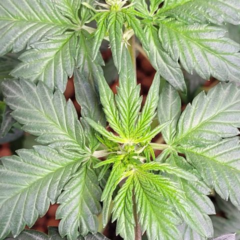 Froot by the foot growlog timeline photo