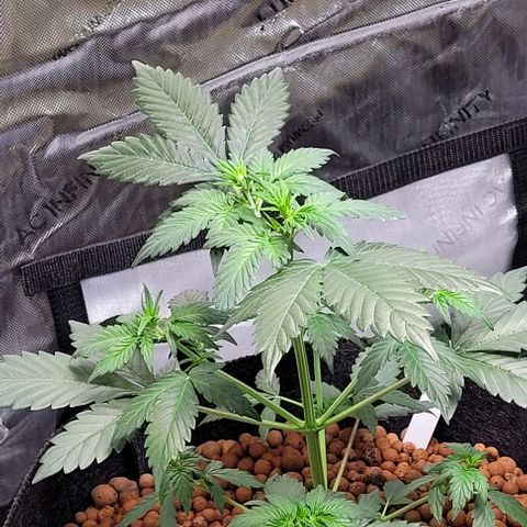 Froot by the foot growlog timeline photo