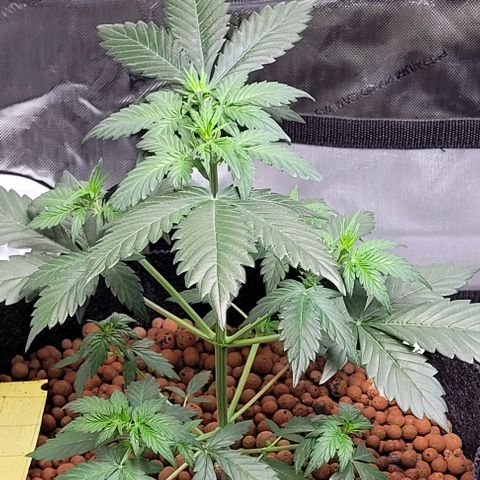Froot by the foot growlog timeline photo