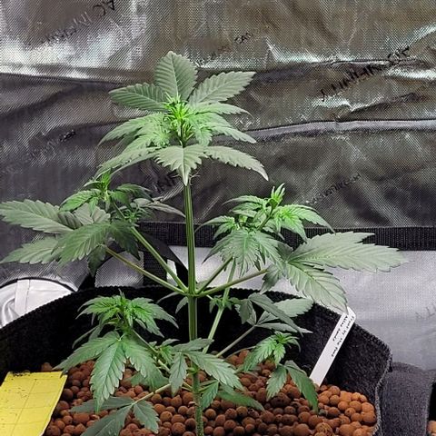 Froot by the foot growlog timeline photo