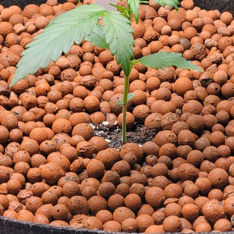 Zkittlez growlog timeline photo