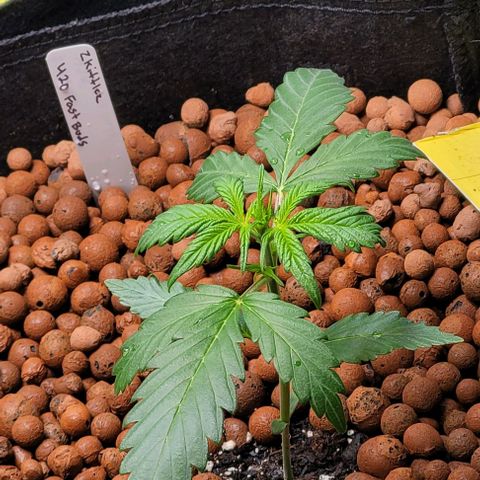 Zkittlez growlog timeline photo