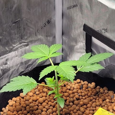 Gummibears growlog timeline photo