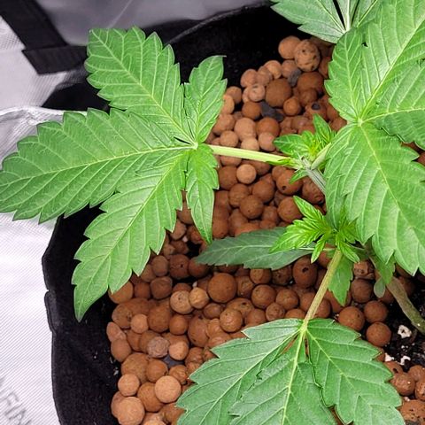 Gummibears growlog timeline photo