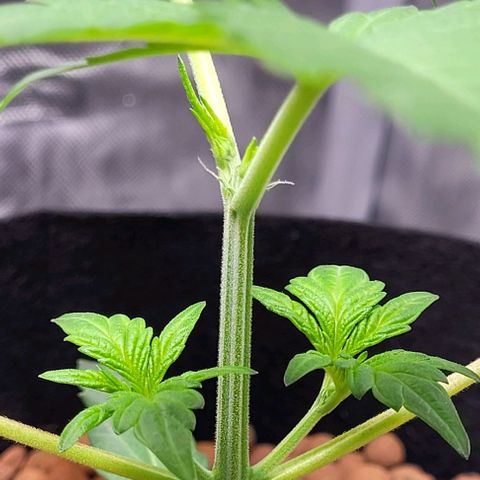 Gummibears growlog timeline photo