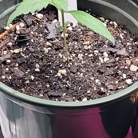 Dubble Cookies 🍪 growlog timeline photo