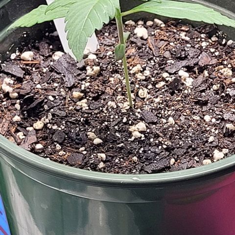 Dubble Cookies 🍪 growlog timeline photo