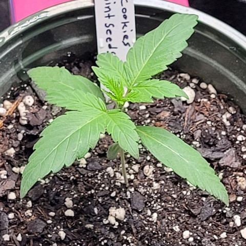 Dubble Cookies 🍪 growlog timeline photo