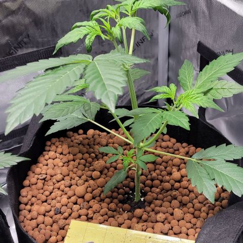 Gummibears growlog timeline photo
