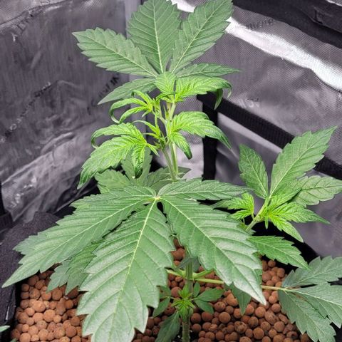 Gummibears growlog timeline photo