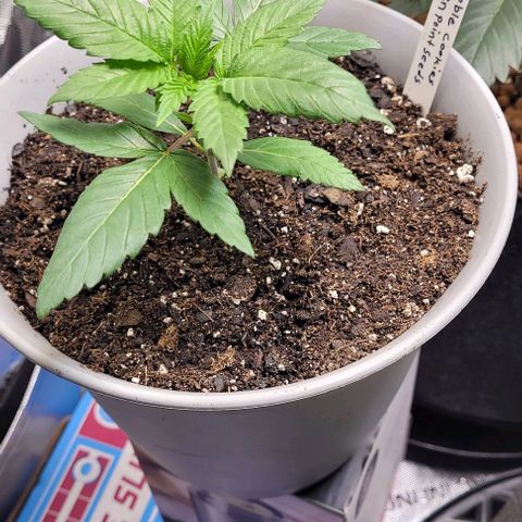 Dubble Cookies 🍪 growlog timeline photo