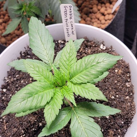 Dubble Cookies 🍪 growlog timeline photo