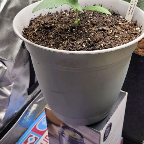 Dubble Cookies 🍪 growlog timeline photo