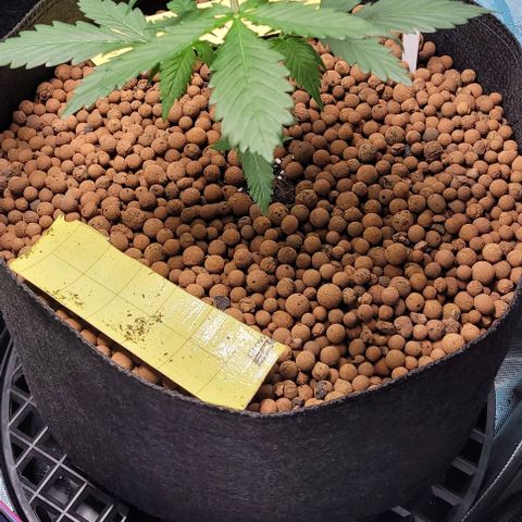 Zkittlez growlog timeline photo