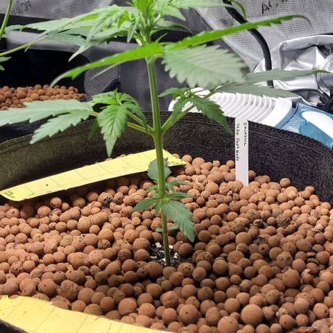 Zkittlez growlog timeline photo