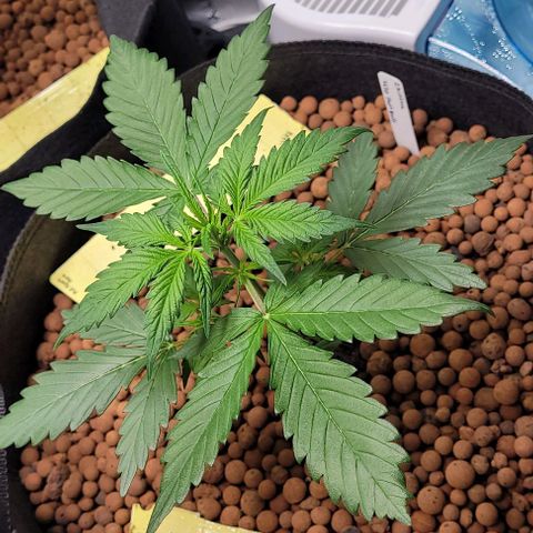 Zkittlez growlog timeline photo