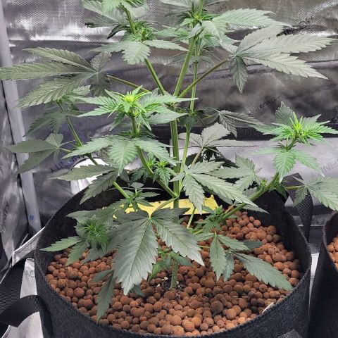 Froot by the foot growlog timeline photo