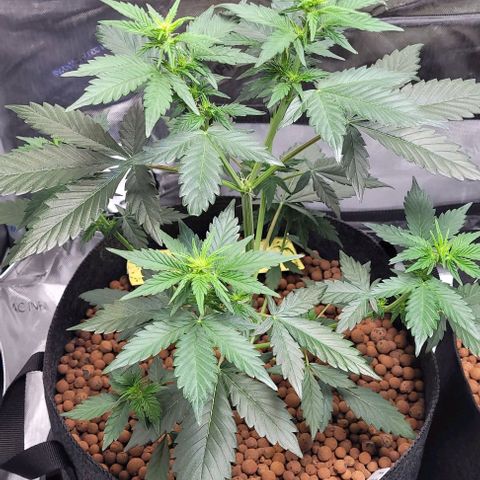 Froot by the foot growlog timeline photo