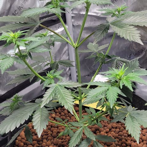Froot by the foot growlog timeline photo