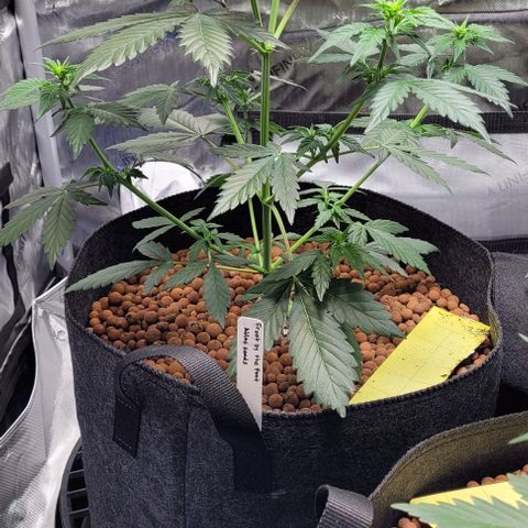 Froot by the foot growlog timeline photo